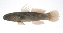 Image of Tridentiger obscurus (Dusky tripletooth goby)