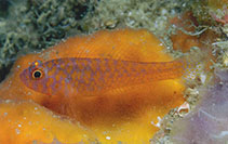 To FishBase images (<i>Trimma okinawae</i>, Philippines, by Allen, G.R.)