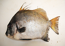 To FishBase images (<i>Tripterodon orbis</i>, Oman, by Marine Science and Fisheries Centre, Muscat)
