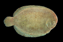 To FishBase images (<i>Trinectes paulistanus</i>, Brazil, by Macieira, R.M.)