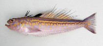 To FishBase images (<i>Trachinus pellegrini</i>, Cape Verde, by Cambraia Duarte, P.M.N. (c)ImagDOP)