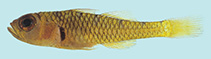 To FishBase images (<i>Trimma pentherum</i>, Palau, by Winterbottom, R.)