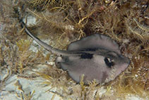 To FishBase images (<i>Trygonoptera personata</i>, Australia, by Groeneveld, R.)