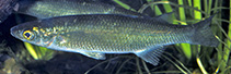 To FishBase images (<i>Trachystoma petardi</i>, Australia, by Kuiter, R.H.)