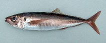To FishBase images (<i>Trachurus picturatus</i>, Azores Is., by Cambraia Duarte, P.M.N. (c)ImagDOP)