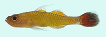 To FishBase images (<i>Trimma randalli</i>, Palau, by Winterbottom, R.)