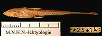 To FishBase images (<i>Trachyglanis sanghensis</i>, Congo, by MNHN)
