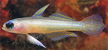 To FishBase images (<i>Tryssogobius sarah</i>, Indonesia, by Allen, G.R.)