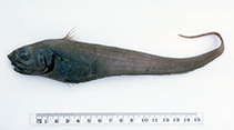 To FishBase images (<i>Trachonurus sentipellis</i>, Australia, by Graham, K.)