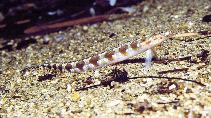 Image of Trichonotus setiger (Spotted sand-diver)