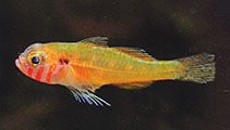 To FishBase images (<i>Trimma sheppardi</i>, Indonesia, by Allen, G.R.)