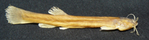 Image of Trichomycterus sketi 