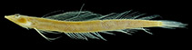 To FishBase images (<i>Trichonotus somaliensis</i>, Somalia, by Katayama, E.)