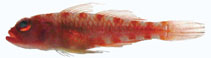 To FishBase images (<i>Trimma squamicana</i>, by Allen, G.R.)