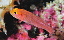 To FishBase images (<i>Trimma stobbsi</i>, Indonesia, by Allen, G.R.)