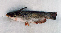 To FishBase images (<i>Trachelyopterus striatulus</i>, Brazil, by Alves, C.B.M.)