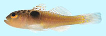 To FishBase images (<i>Trimma tauroculum</i>, Palau, by Winterbottom, R.)