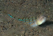 To FishBase images (<i>Trachinocephalus trachinus</i>, Philippines, by Hazes, B.)