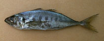 To FishBase images (<i>Trachurus trecae</i>, Mauritania, by Luyben, J.)