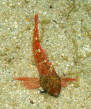 To FishBase images (<i>Tripterygion tripteronotus</i>, Greece, by Koutsogiannopoulos, D.D.)