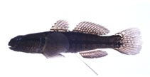 To FishBase images (<i>Tridentiger trigonocephalus</i>, Japan, by Suzuki, T.)