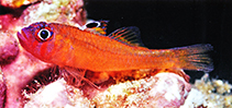 To FishBase images (<i>Trimma trioculatum</i>, Indonesia, by Steene, R.)