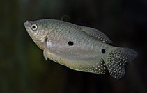 To FishBase images (<i>Trichopodus trichopterus</i>, Sri Lanka, by Ramani Shirantha)