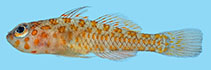To FishBase images (<i>Trimma ukkriti</i>, Thailand, by Winterbottom, R.)