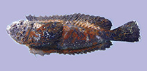 Image of Trachicephalus uranoscopus (Stargazing stonefish)
