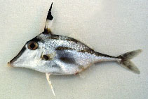 To FishBase images (<i>Trixiphichthys weberi</i>, by Gloerfelt-Tarp, T.)