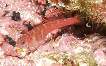 To FishBase images (<i>Trimma winterbottomi</i>, Oman, by Field, R.)
