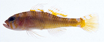 Image of Trimma yanagitai (Brown pygmygoby)
