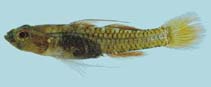To FishBase images (<i>Trimmatom zapotes</i>, Palau, by Winterbottom, R.)