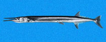 Image of Tylosurus fodiator (Mexican needlefish)