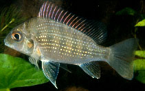Image of Tylochromis lateralis 