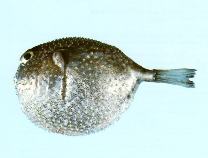To FishBase images (<i>Amblyrhynchotes spinosissimus</i>, by CSIRO)