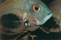 Image of Uaru amphiacanthoides (Uaru)