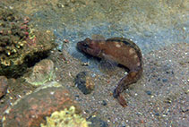 To FishBase images (<i>Ulvaria subbifurcata</i>, Canada, by Sargent, P.)