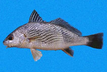 To FishBase images (<i>Umbrina analis</i>, Panama, by Robertson, R.)