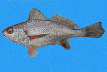 To FishBase images (<i>Umbrina bussingi</i>, Mexico, by Robertson, R.)