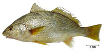 To FishBase images (<i>Umbrina canosai</i>, Brazil, by Fischer, L.G.)