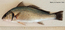 To FishBase images (<i>Umbrina cirrosa</i>, Italy, by De Sanctis, A.)