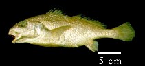 To FishBase images (<i>Umbrina milliae</i>, Colombia, by Duarte, L.O.)