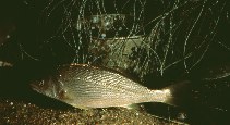 To FishBase images (<i>Umbrina roncador</i>, by Gotshall, D.W.)