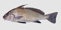 To FishBase images (<i>Umbrina steindachneri</i>, Ghana, by Alvheim, O./Institute of Marine Research (IMR))