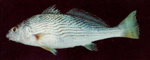 To FishBase images (<i>Umbrina xanti</i>, Ecuador, by CENAIM)
