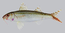 To FishBase images (<i>Upeneus asymmetricus</i>, Indonesia, by White, W.T.)