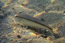 To FishBase images (<i>Upeneus australiae</i>, Australia, by Schulz, S.)