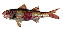 Image of Upeneus caudofasciatus (Tailbar goatfish)