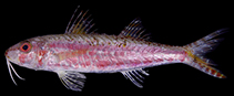 To FishBase images (<i>Upeneus elongatus</i>, Japan, by Motomura, H.)